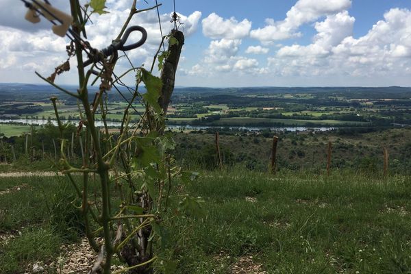 Les grêlons combinés à de fortes rafales de vent ont eu raison de la majeure partie des vignobles de Montagnieu, dans l'Ain 