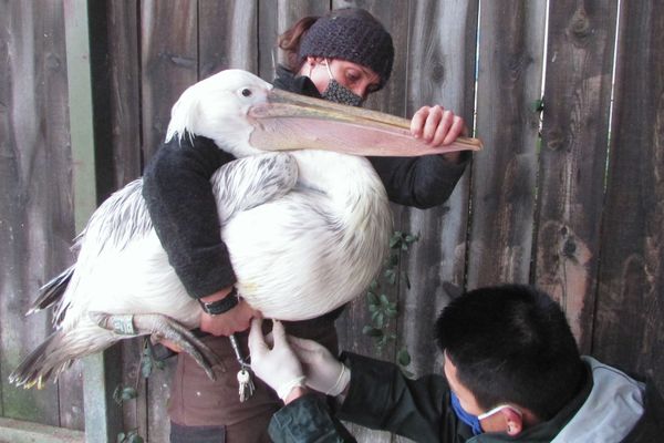 Certains animaux sont plus faciles à vacciner que d'autres ! Mais ce Pélican a été très courageux... 