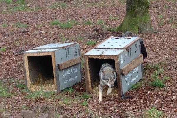 arrivée de deux loups gris au Parc de Ste Croix