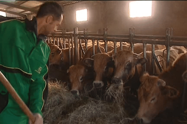 Jérôme Amblard, éleveur sur le massif du Coiron donnant du foin à ses vaches