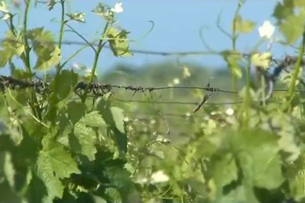 Ciel gris sur les vins de Bordeaux, plus d'un million d'hectolitres n'ont pas réussi à être écoulés sur les douze derniers mois