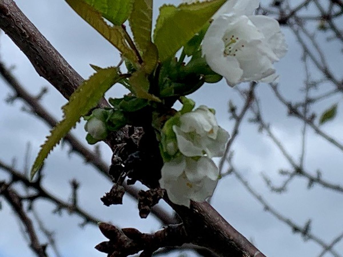 La Femme a Coupé Une Branche De Floraison De Cerisier Avec