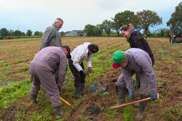 En raison de la pluie, la récolte de patates douces sera décevante en 2024