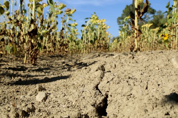 Un été 2022 marqué par la canicule et la sécheresse : ici un champ de tournesols dans le Vaucluse au mois d’août