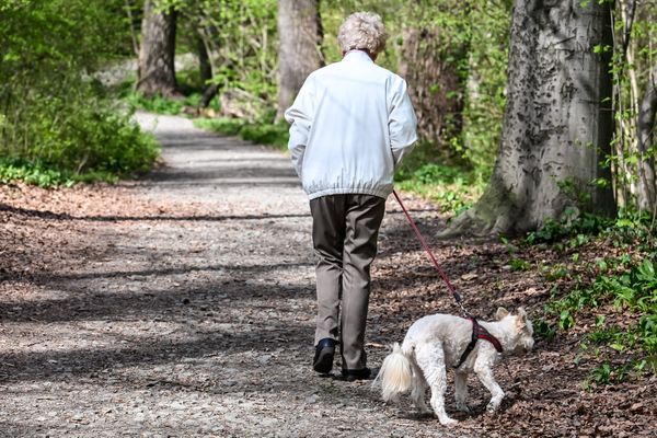 Du 15 avril au 30 juin, qui correspond à la période de reproduction et de mise bas de la faune sauvage, les chiens doivent être tenus en laisse dans les forêts