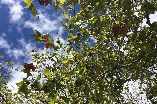 Les feuilles des platanes comment seulement à brunir en ce début d'octobre.