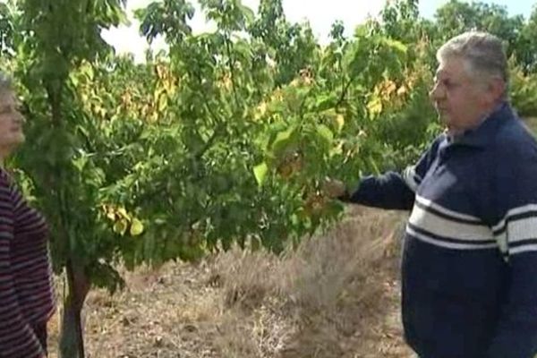 Pour Yves Bousquet, producteur d'abricots, le gel lui a fait perdre  20 tonnes de fruits.