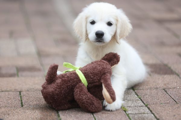 image d'illustration un chiot Golden Retriever