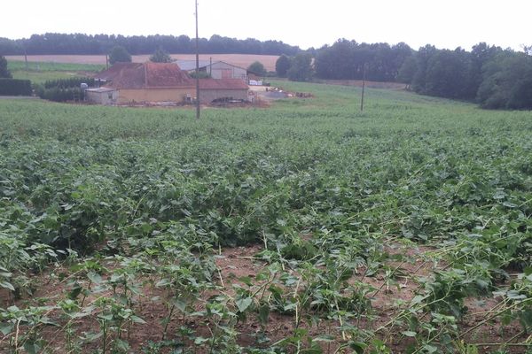 Orages La Chambre D Agriculture De Dordogne Va Demander La Reconnaissance De Calamite Agricole