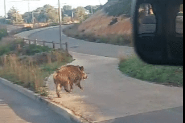 Un sanglier a été aperçu en train de traversé la voie à la sortie du rond-point de la Lyre au ord de Montpellier dans l'Hérault, ce dimanche 17 novembre 2024.