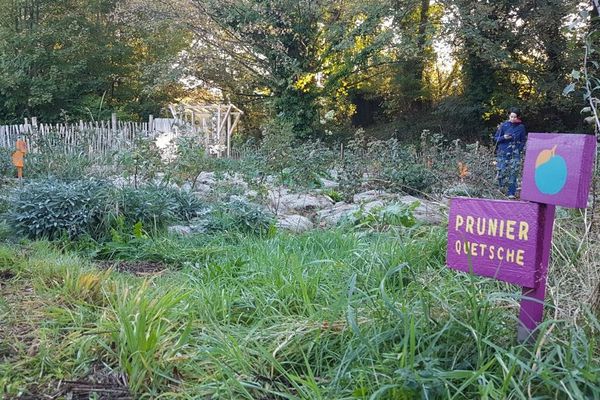 Le jardin publique comestible du fort de Tourneville a été crée en 2017