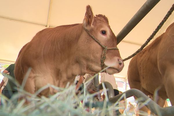 Certains éleveurs parlent d’une hausse de 40% de leurs coûts de production.