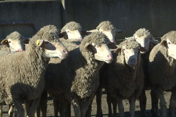 Chaque année 600.000 brebis transhument en Provence et dans les Alpes.