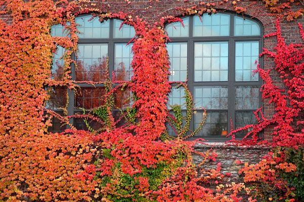 Windows framed with colorful ivy in Autumn