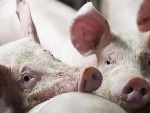 Porcs d'une exploitation porcine de Plémet, dans les Côtes d'Armor.
