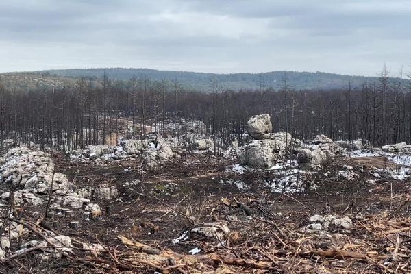 Après les incendies, les agents de l'Office National des Forêts avaient estimé qu'il faudrait 60 à 100 ans pour retrouver la même forêt.