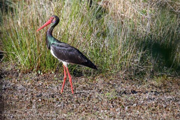 Une cigogne noire photographiée en Indre-et-Loire par Eric Sansault, de l'association naturaliste d'étude et de protection des écosystèmes ANEPE CAUDALIS