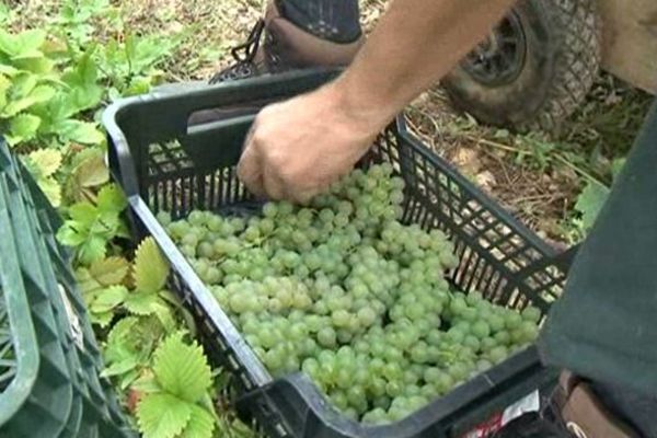 Vendanges en Corrèze