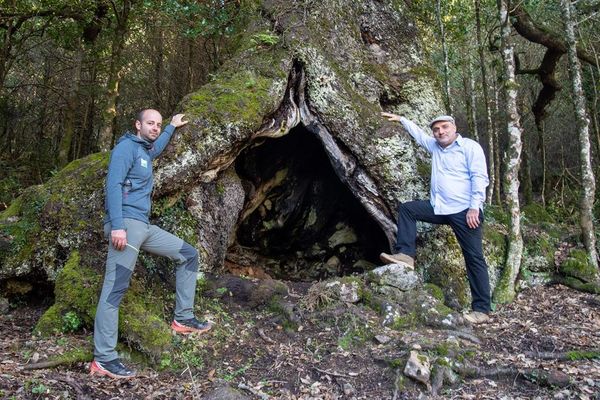 U Liccionu di Matachjina concourt au titre de l'arbre de l'année 2020. 