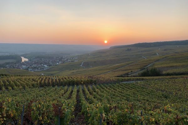 Le vignoble champenois est l'une des caractéristiques du département de la Marne. 