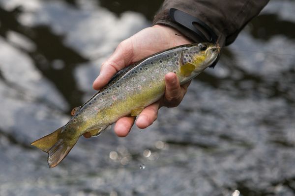 Dans la Somme, la pêche à la truite ferme comme prévu le dimanche 20 septembre.