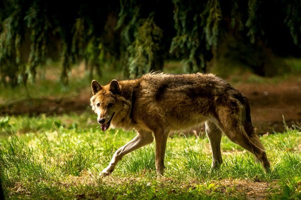 Image d'illustration d'un loup du parc animalier de la Bourbansais à Pleugueneuc en Bretagne.