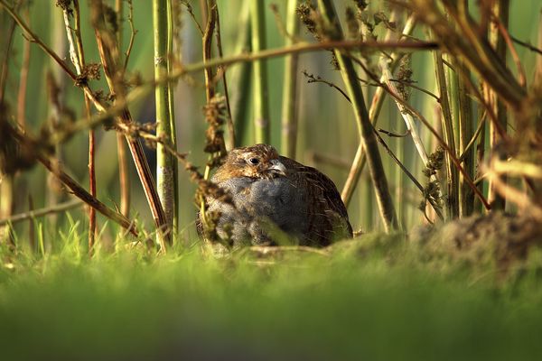 La perdrix grise dont la chasse est autorisée mais limitée en Ariège par un arrêté préfectoral, régulièrement attaqué devant le tribunal administratif