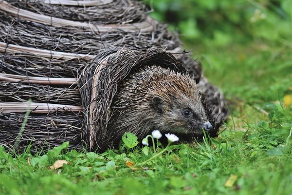 Si un hérisson passe par ton jardin, réjouis toi ô jardinier !