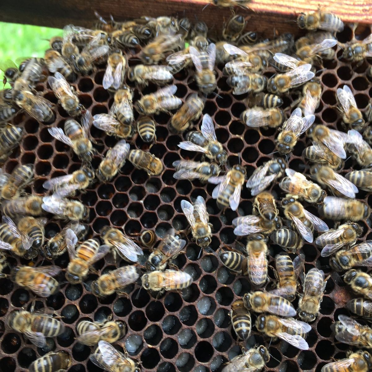 Apiculture. Sale temps pour le miel, les conditions météo ont