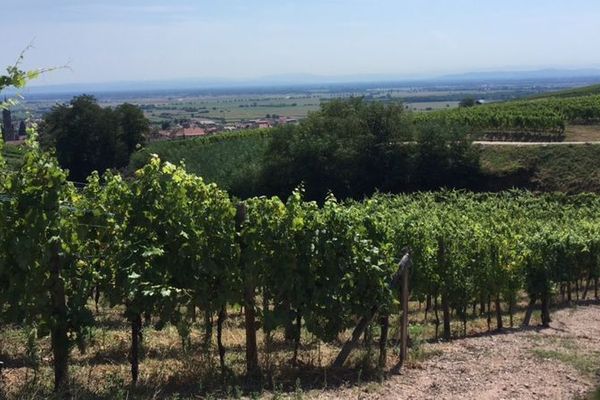 Le vignoble dans le secteur de Dambach-la-Ville.