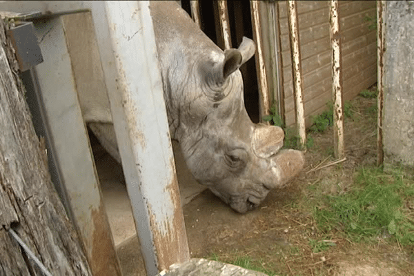 La surveillance du rhinocéros Tonga sera renforcée.