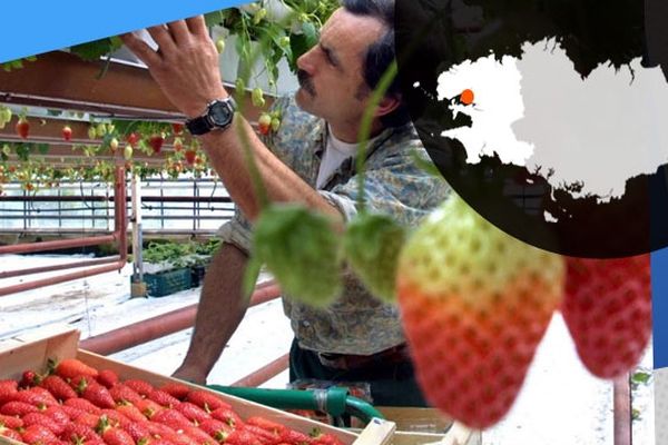 Plougastel-Daoulas : un fraisiculteur ramasse des fraises cultivées selon la technique "hors-sol"