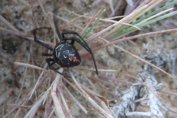 Un spécimen de Veuve noire, typique avec ses taches rouges, a été observée sur les plages de Lège-Cap Ferret en décembre 2022. Sa présence est très rare dans notre région. La morsure de la Veuve noire européenne est douloureuse, mais pas mortelle.