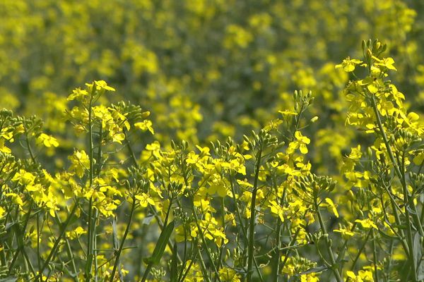 Les agriculteurs creusois et le colza