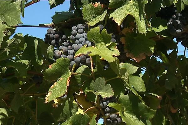 Sur l'exploitation de Jean Sentenac, à Trèbes (Aude), les inondations d'octobre 2018 n'ont pas eu raison de la vigne