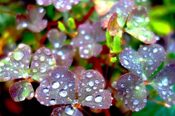 gouttes de pluie