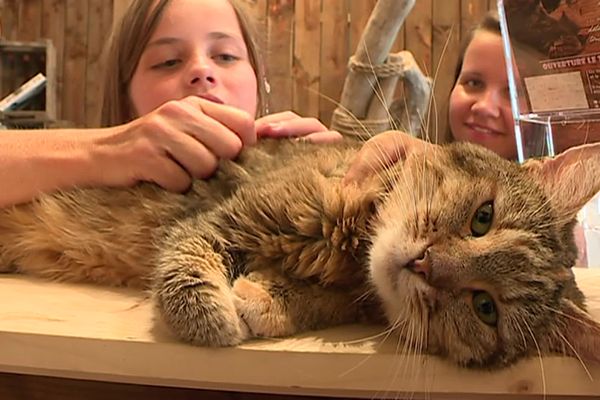 Un moment de tendresse au Mug and Cats lors de son ouverture en 2018.