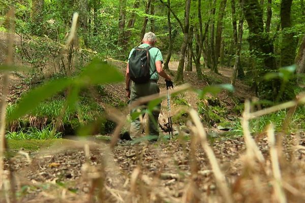 Balade en forêt du Mervent