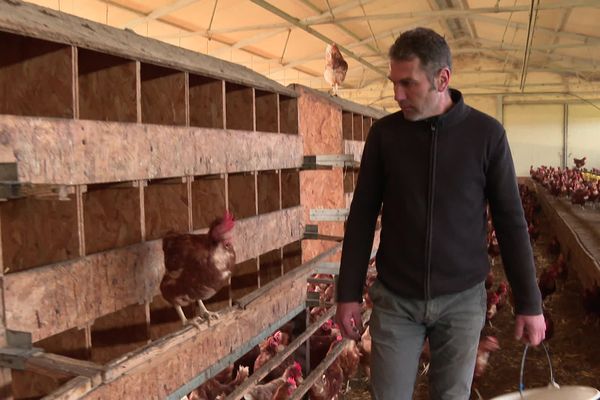 À Saint-Georges-du-Bois, en Charente-Maritime, dans l'élevage de volailles de Yann Auduberteau, plus une seule poule pondeuse ne gambade à l'air libre, en raison du risque "élevé" de grippe aviaire.