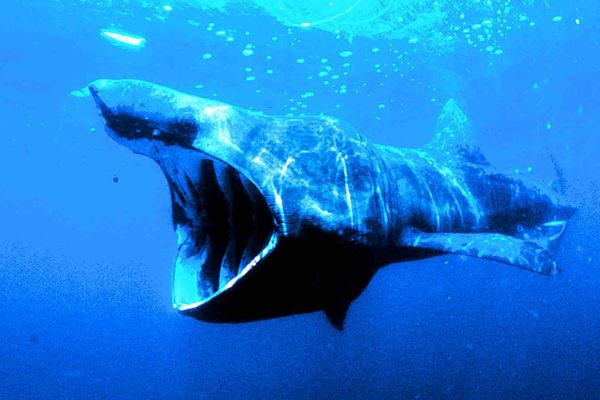 Le requin pèlerin peut mesurer jusqu'à 12 mètres, pour un poids de 5 tonnes.