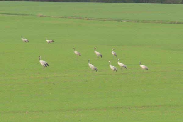 Des grues cendrées posées près du lac du Der, fin octobre 2022.