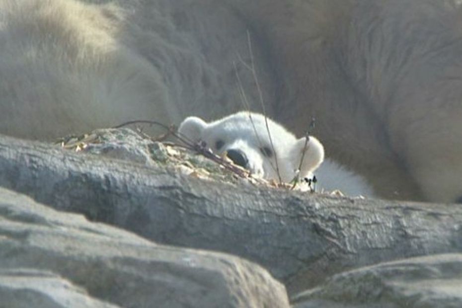 Le B B Ours De Marineland Est Sorti De Sa Tani Re Toutes Les Images