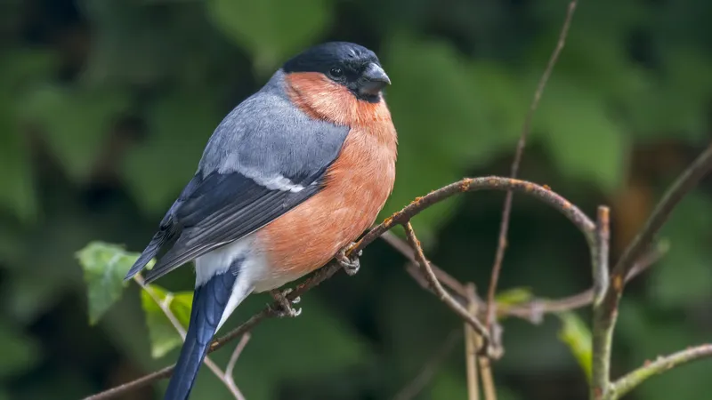 Trafic de chardonnerets en Haute-Vienne : il détenait 60 oiseaux