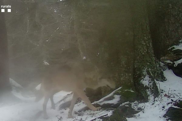 Image du loup détecté le 13 février 2023 en Catalogne.