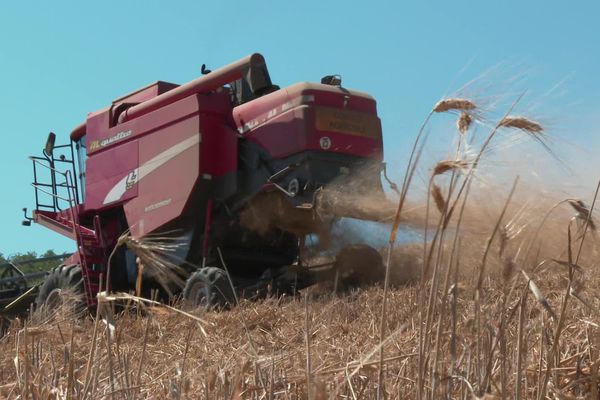 Les moissosn sont menaçées par des insectes ravageurs dans l'Aude