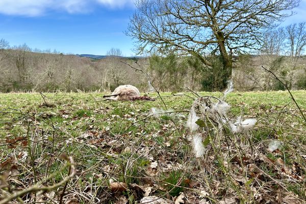 Le loup responsable de l'attaque ?