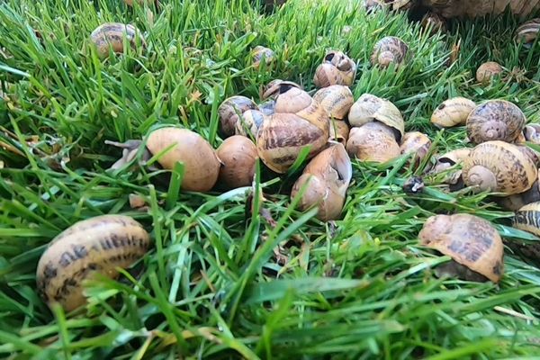 200 000 escargots par an sont élévés à la ferme aux "Escargots de la Molière" dans les Vosges. 