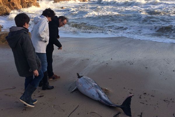 Un dauphin s'est échoué au Croisic lors du passage de la tempête Carmen