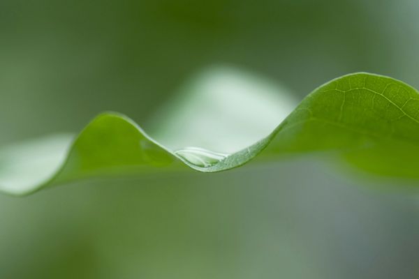 De l'eau pour les plantes