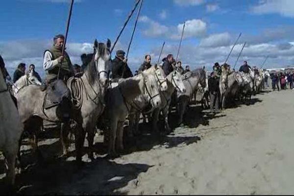 200 chevaux et 44 taureaux ont participé à l'abrivado des plages 2016